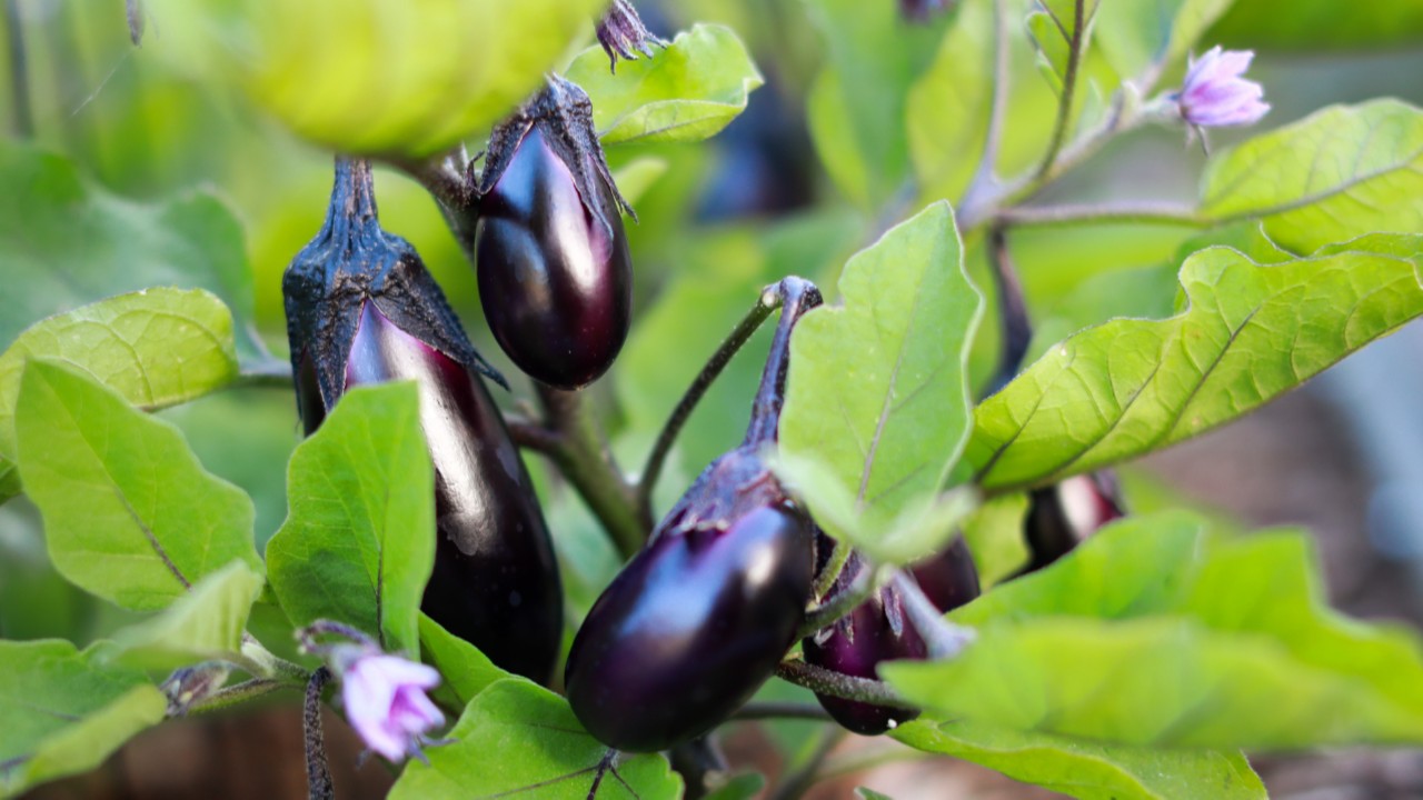 Ученые КГУ рассказывают, как вырастить рассаду перцев и баклажанов