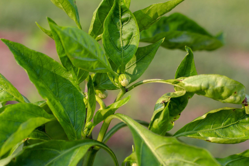 green-peppers-gc5888a561_1920.jpg green-peppers-gc5888a561_1920.jpg